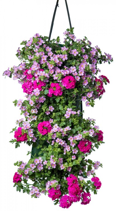 Bacopa Verbena