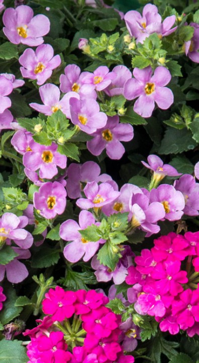 Bacopa Verbena bloem