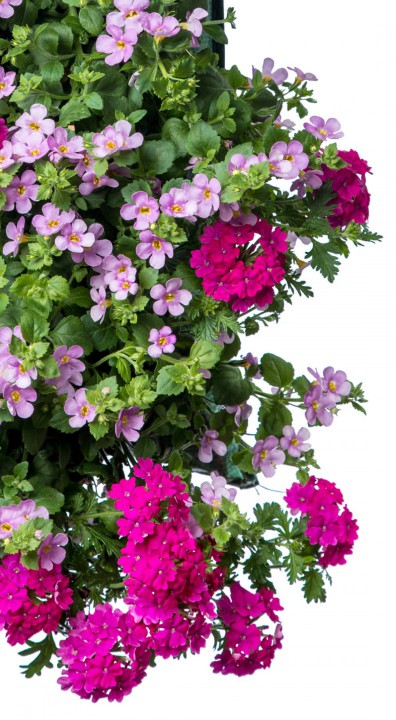 Bacopa Verbena detail