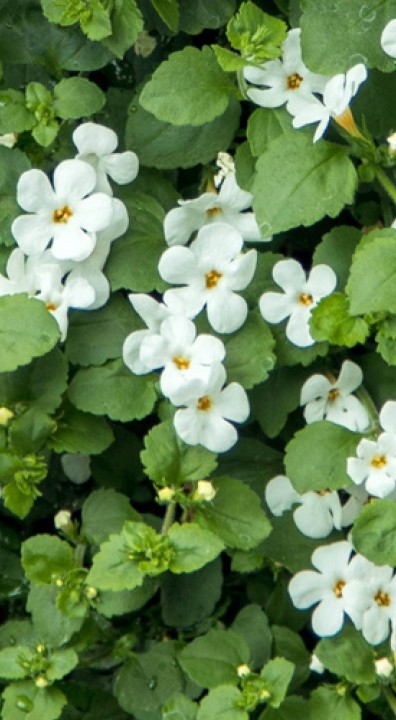 Bacopa bloem