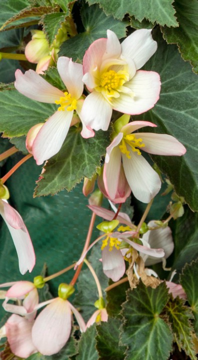 Begonia Waterfall bloem