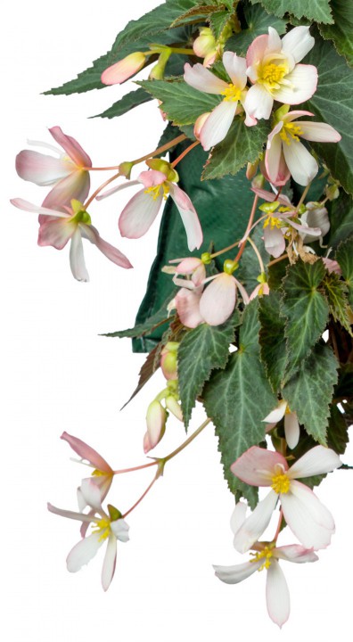 Begonia Waterfall detail