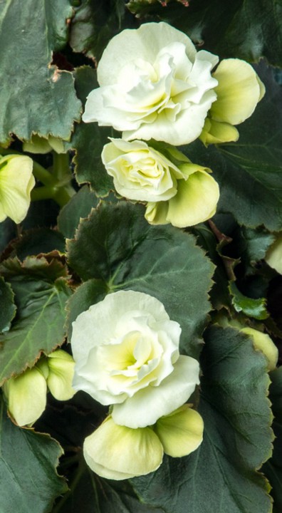 Begonia bloem