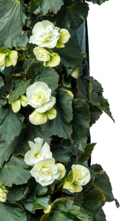 Begonia detail