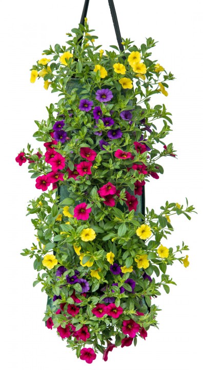 Calibrachoa