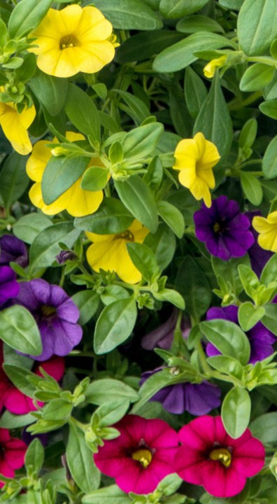 Calibrachoa bloem