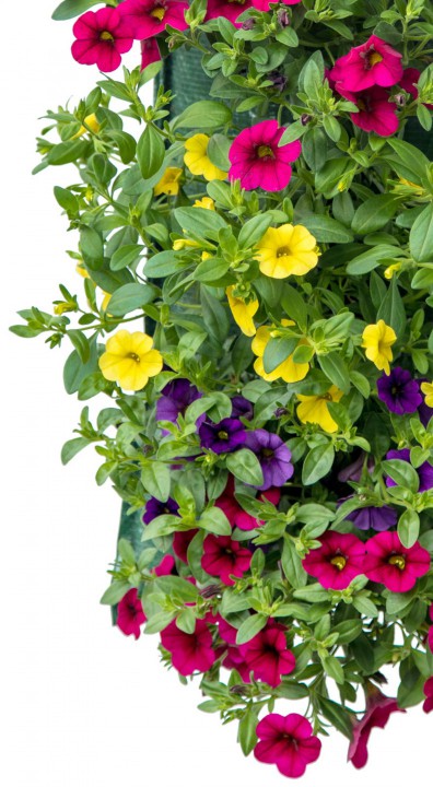 Calibrachoa detail