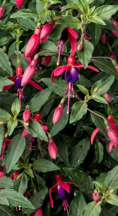 Fuchsia bloem