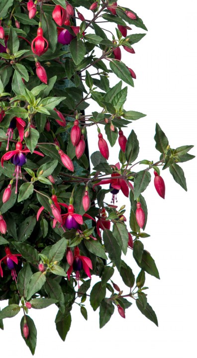 Fuchsia detail