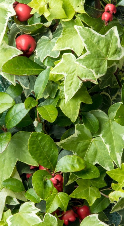 Gaultheria Hedera bloem