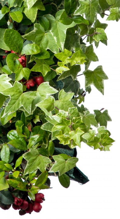 Gaultheria Hedera detail