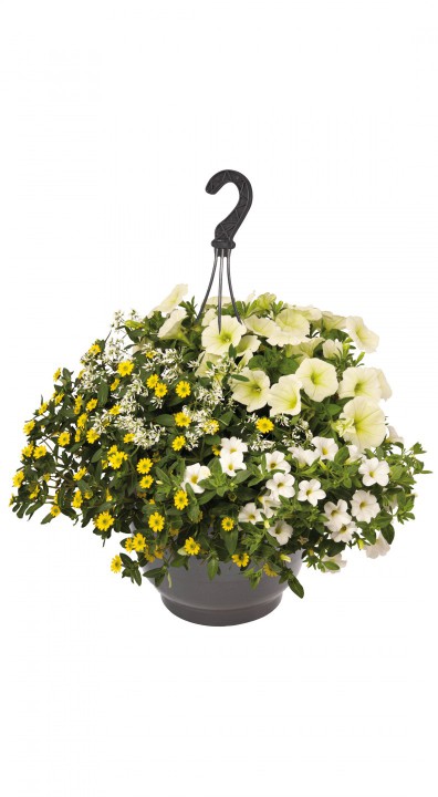 Hanging Basket Mix 1