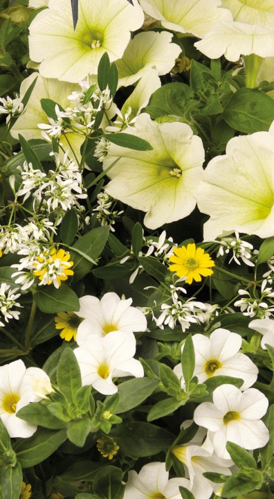 Hanging Basket Mix bloem 1