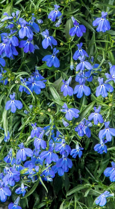 Lobelia bloem