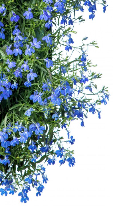 Lobelia detail