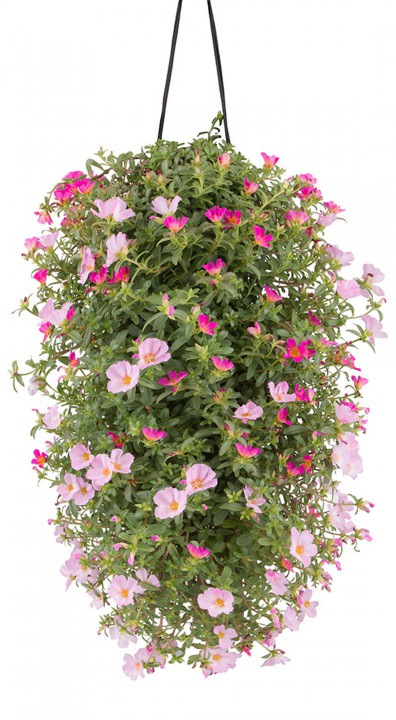 Portulaca Mix roze