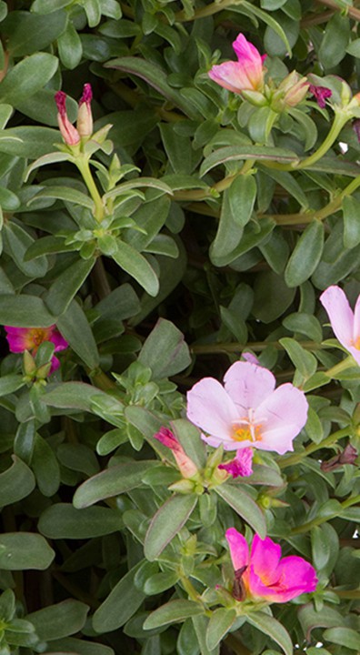 Portulaca Mix roze bloem