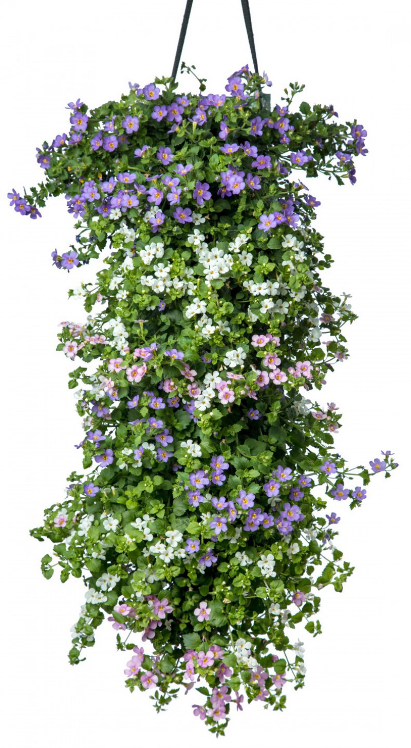 Bacopa Mix