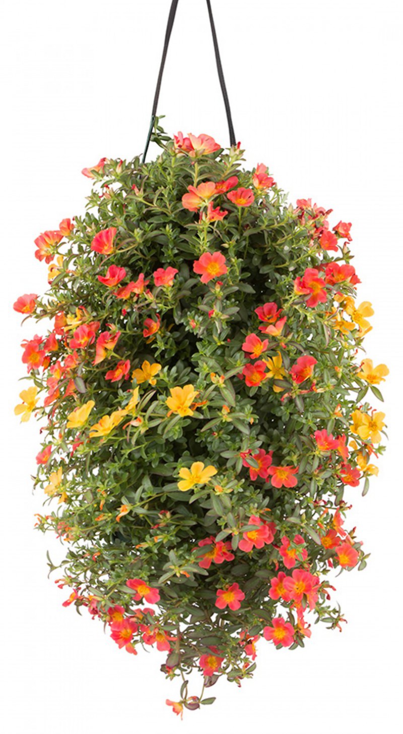 Portulaca Mix kleurvariant