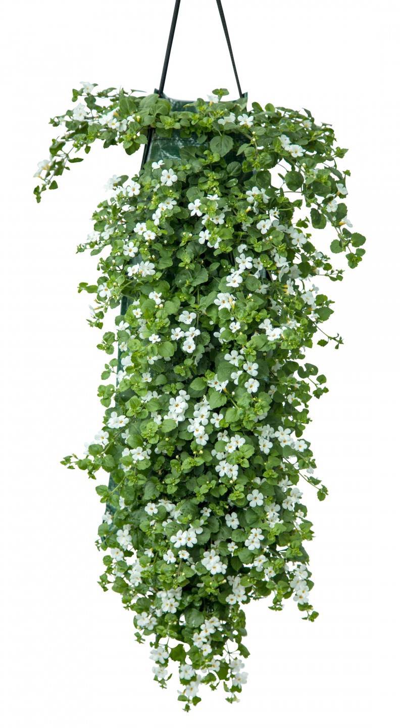 Bacopa