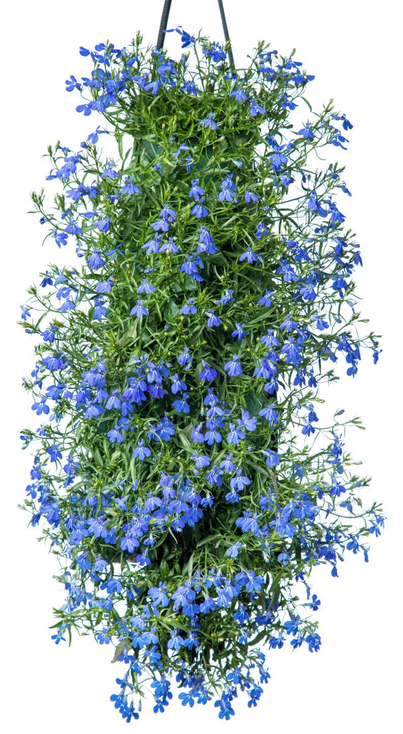 Lobelia