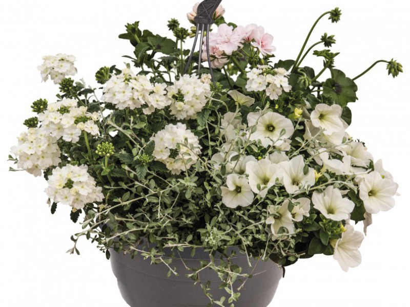 Hanging Basket Mix kleurvariant 1