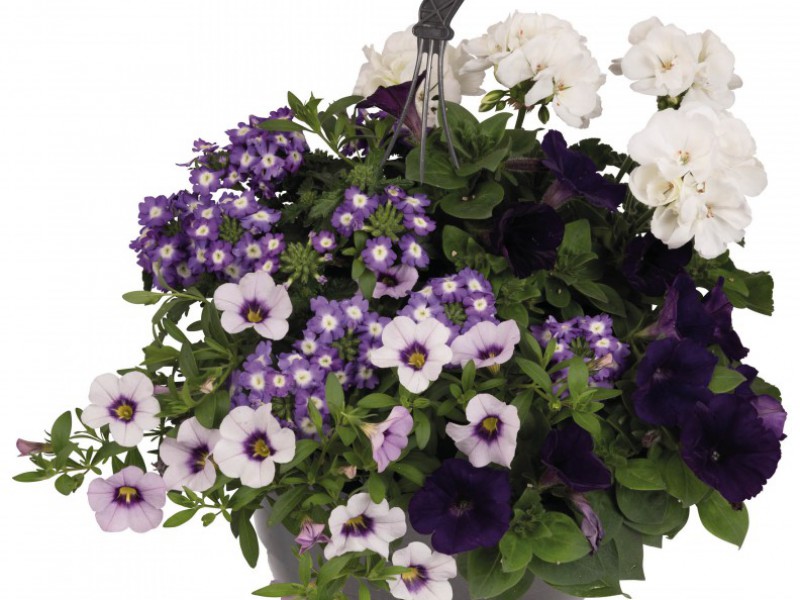 Hanging Basket Mix kleurvariant 2