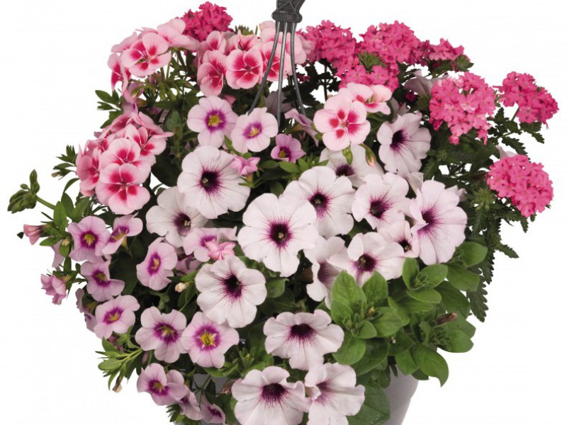 Hanging Basket Mix kleurvariant 3