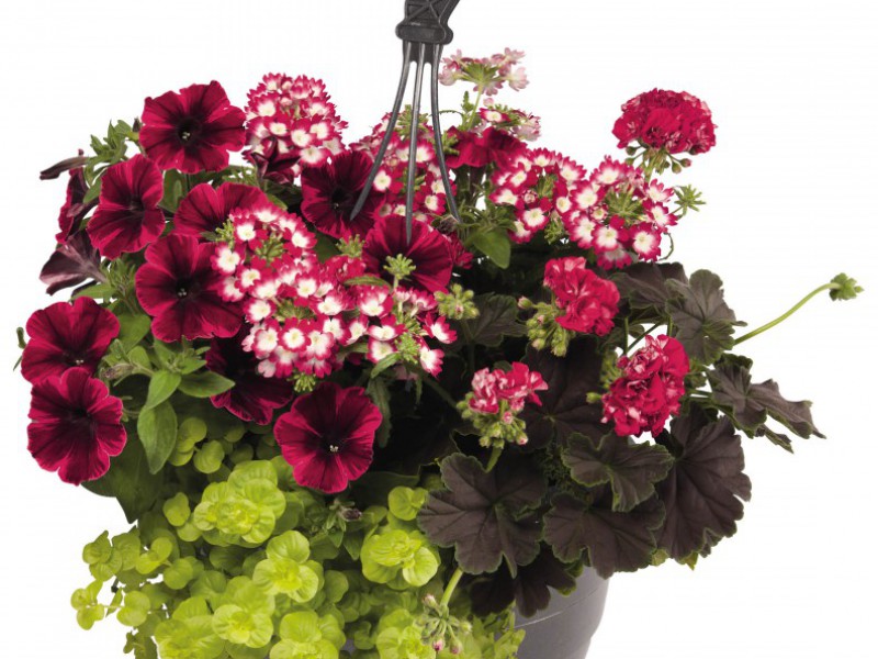 Hanging Basket Mix kleurvariant 4