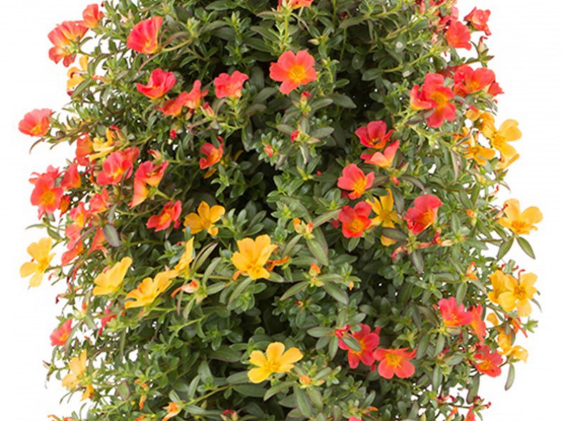 Portulaca Mix kleurvariant